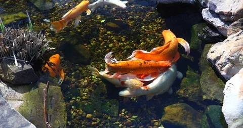Koi fish in a pond Stock Footage 89594120