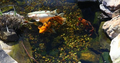 Koi fish in a pond Stock Footage 89594175