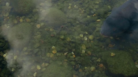 Koi Fish In Pond Stock-Footage 97825887