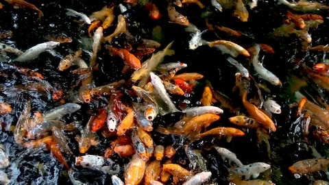 Koi fish in pond  Stock Footage 107147577