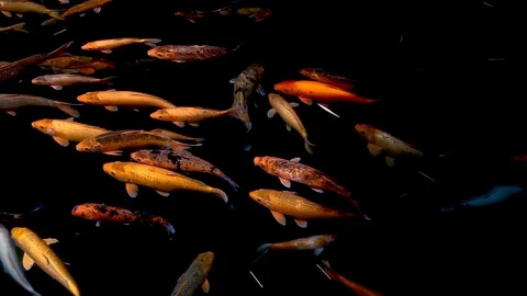 Koi fish in pond  Stock Footage 107324219