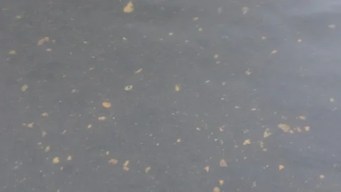 Koi fish in pond 스톡 동영상 112230130