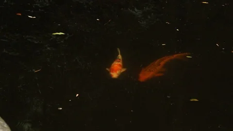 Koi Fish in pond Video stock 114667730