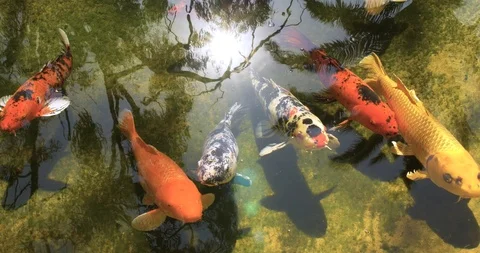 Koi fish pond Stock Footage 125922186