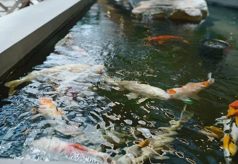 Koi Fish Pond Vidéo 129792052