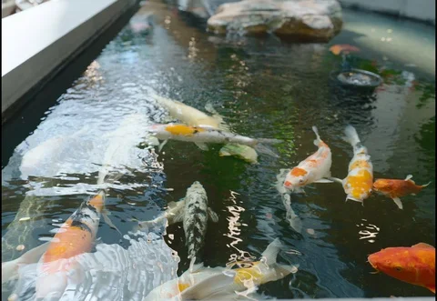 Koi Fish Pond Vidéo 129797479