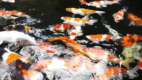 Koi fish in the pond Stock Footage 152224208