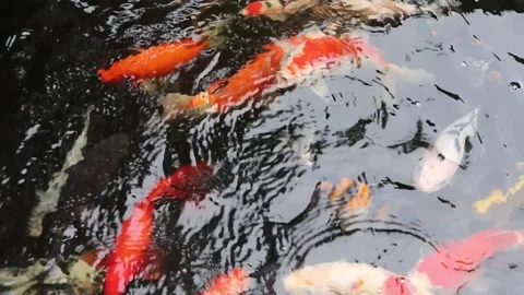 Koi fish in the pond. Stock Footage 164885079
