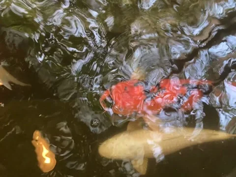 Koi fish in pond Stock Footage 165802332