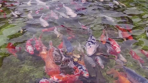 Koi fish in the pond Stock Footage 167799289