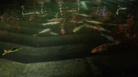 Koi fish in a pond Stock Footage 180505690