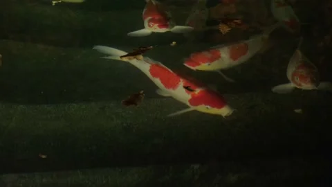 Koi fish in a pond Stock Footage 180506078