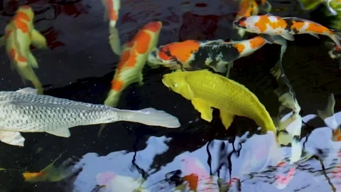 Koi Fish Pond Stock Footage 201871622