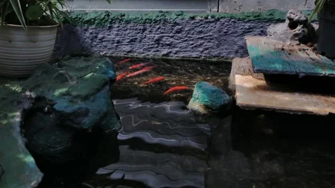 Koi fish in pond Stock Footage 210028101