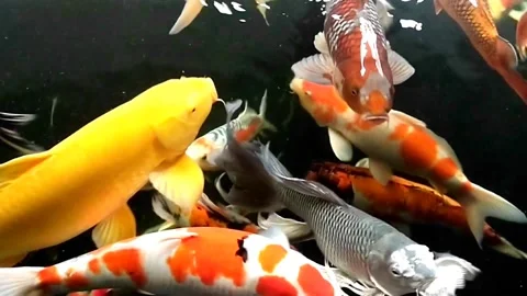 Koi fish in the pond Stock Footage 217424414