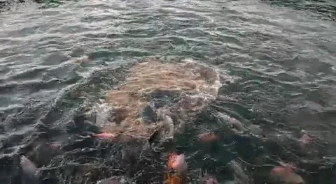 Koi Fish in Pond Stockbeeldmateriaal 219355406