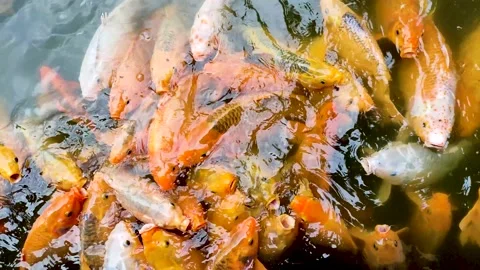 Koi Fish in the pond Stock Footage 220606416