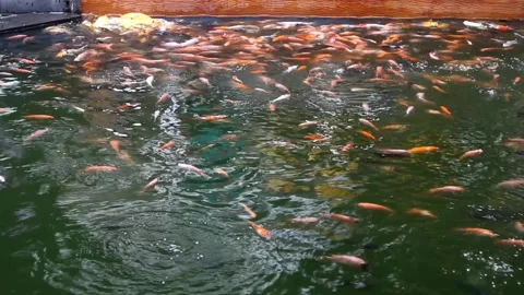 Koi fish in the pond 動画素材 220927292