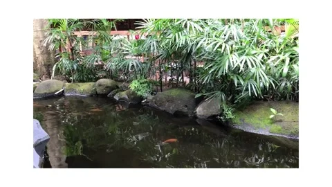 Koi Fish Pond Stock Footage 223620770