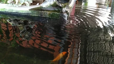 Koi Fish Pond Stock Footage 228303887
