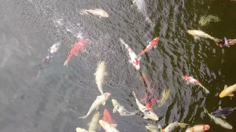 Koi Fish Pond Stock Footage 228432635