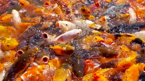 Koi Fish in the pond Stock Footage 231261627