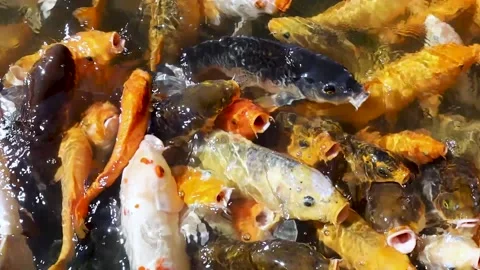 Koi Fish in the Pond Stock Footage 234999086