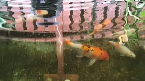 Koi Fish Pond Stock Footage 236953268