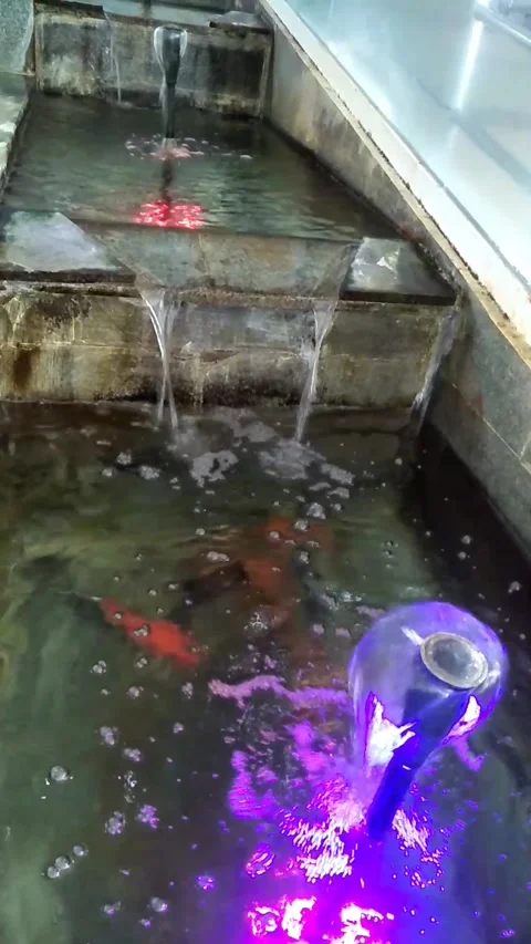 Koi fish in the pond Stock Footage 245703391