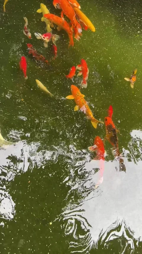 Koi fish in the pond Stock Footage 249947308