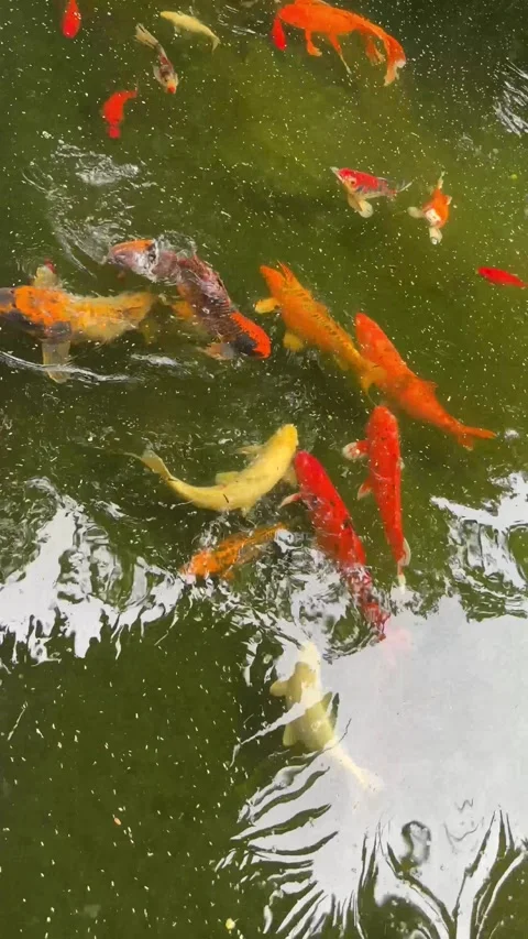 Koi fish in the pond 스톡 동영상 249947311