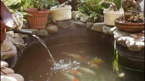 Koi fish in the pond Stock Footage 252556380