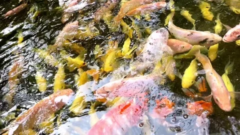 Koi fish pond Stock Footage 275561691