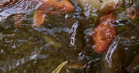 Koi Fish in a Pond Stock Footage 276120062