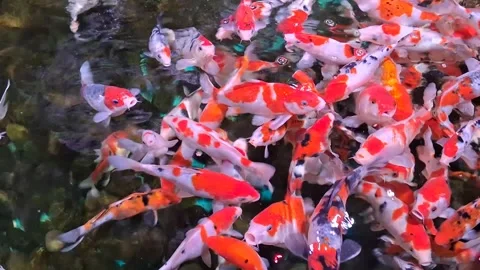 Koi Fish in Pond Stock Footage 276456005