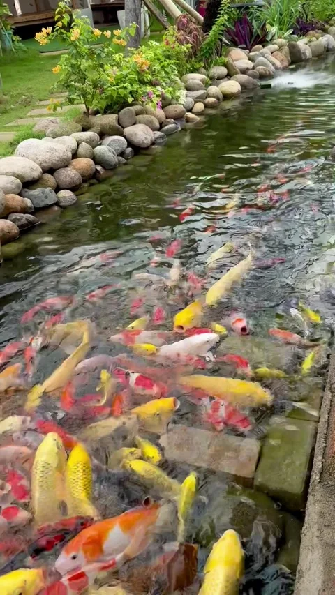 Koi fish in the pond Stock Footage 276515847