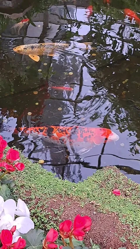 Koi Fish in Pond Stock Footage 293695010