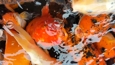 Koi Fish Pond Stock Footage 297236194
