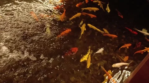 Koi fish pond Video stock 300753180