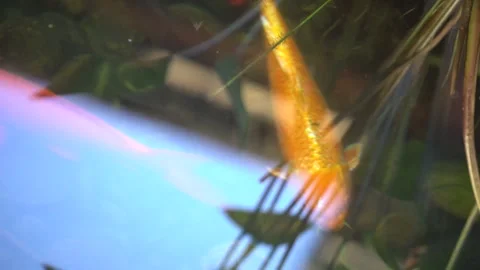 Koi Fish in Pond Stock Footage 301022706