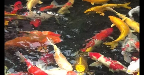 Koi fish in pond Stock-Footage 308338464