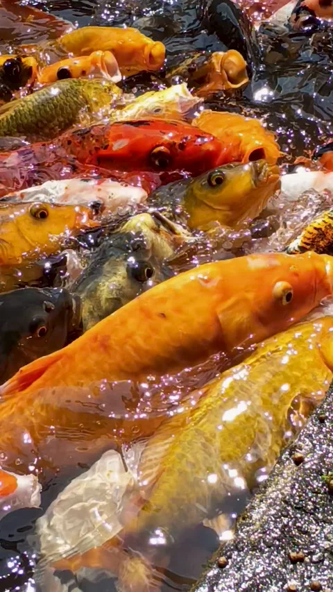 Koi fish in the pond Stock-Footage 310549324