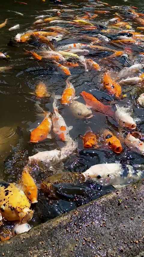 Koi fish in the pond Vídeo Stock 310554486