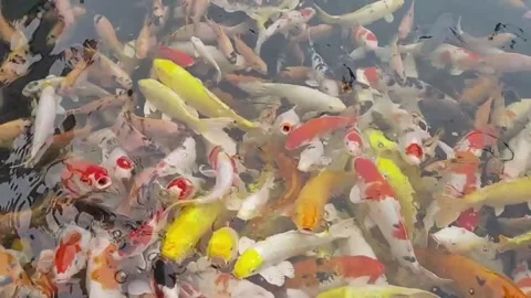 Koi fish in pond Stock Footage 313168506