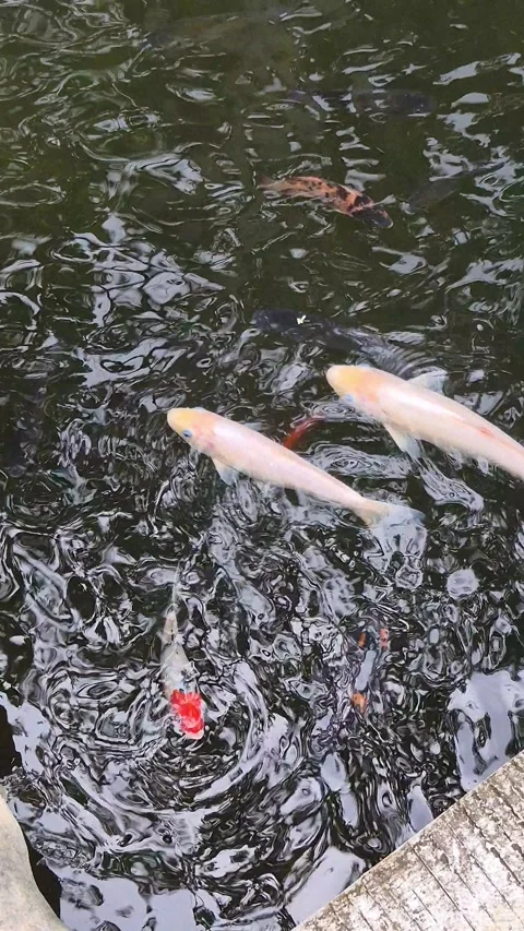 Koi fish in the pond Stock Footage 323030273