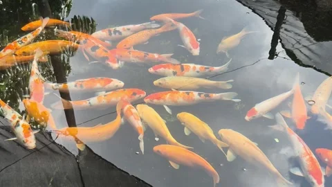 Koi fish in a pond Stock Footage 331615800