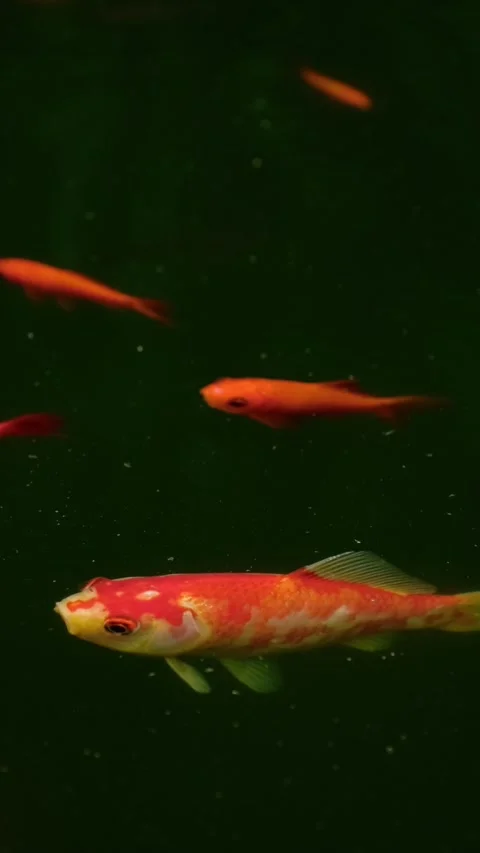 Koi fish in a pond Stock Footage 344584705