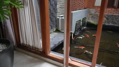 Koi fish pond high angle outdoor shot from behind window Stock Footage 150073965