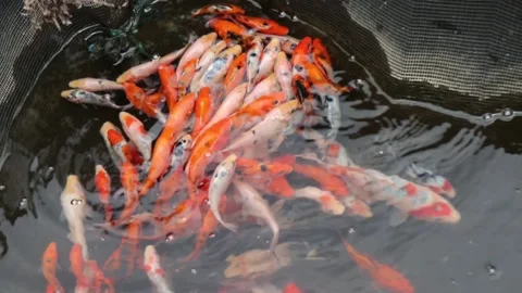 Koi fish in the pond. Koi Stock Footage 237976027