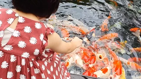 Koi fish pond, with light rain or drizzling and a child feeding the fish. Stock Footage 279294717